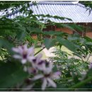 황토집민박 이미지