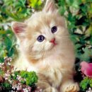 시영아파트-중앙 이미지