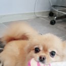 리리네 펫살롱 이미지