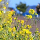 바닷가 산책 이미지