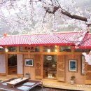 요산당 Daum카페