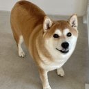 그루밍무무 이미지