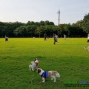 댕댕이숲 이미지