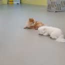 제제네 멍치원 | 멍치원이 체질인 개