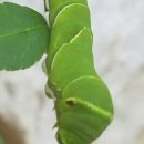 보경매운탕 이미지