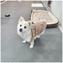 복돌이애견 이미지