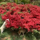 진도개천국 이미지