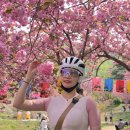 (주)제일약업 | "벚꽃지고나면 겹벚꽃 시즌!" 서산 문수사 겹벚꽃 라이딩 후기 (2026.04.19)