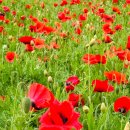 수원시 푸른 녹지사업소 | 수원 가볼만한곳 수원탑동시민농장 봄 양귀비꽃과 여름 가을 감성 산책길