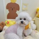멍블리 이미지