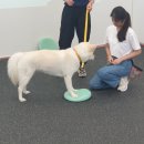 푸젤 강아지유치원 이미지