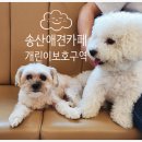 댕댕이 보호구역 이미지