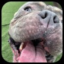 컴투펫 위탁보호센터 인천점 이미지