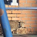 동물보육원 김포지부 이미지