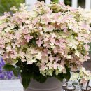 나라꽃 미니정원 이미지