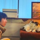 테디스테디고 이미지
