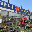 광명농원 | 5년째 모종 구매 및 분갈이하러 가는 광명 가나꽃도매농원 후기