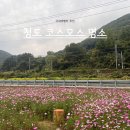 대구 근교 당일치기 가을여행지 추천 숨겨진 코스모스 명소 청도 코스모스 청도 가볼만한 곳 데이트...