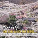해돋이정보화마을 | 2026 광양매화축제 종료 후 실시간 개화 상황(3/23), 입장료 주차 정보 총정리