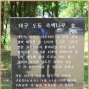 [대구여행]천연기념물 1호 측백나무숲과 아름다운 연리지 연리근이 있는그곳!!! 이미지