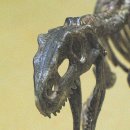 공룡화석모형-스테고사우르스,티라노사우루스 이미지