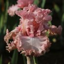 아이리스 이미지