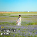 전북아그로 | 부안 수레국화 명소 파란곳간 카페 실시간 개화 상태(26.05.29)