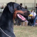 프라이드 켄넬 이미지