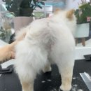 동글동글 애견미용실 이미지