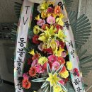 유폴 애견셀프목욕, 애견미용, 애견용품 직영점 이미지