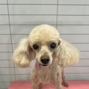 크라운 그루밍 이미지