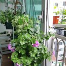 그린아이즈 이미지