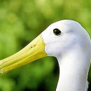 알바트로스(Albatrus)