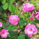 오늘의 탄생화 (10월 27일) 들장미 (Briar Rose),찔레꽃 이미지