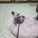 노령견하네스, 소형견도 편안한 쭈니네 핸드메이드 맞춤 하네스