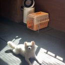 우리퍼피 | 광주애견훈련 코이누퍼피스쿨 후기: 우리 강아지의 두 번째 집