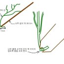 고구마 순 쉽게 심는법 이미지