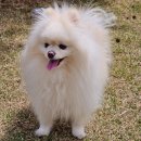 강아지클럽