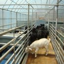 화천흑염소농장 이미지