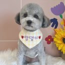 맘댕미 이미지