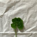 네잎클로버 이미지