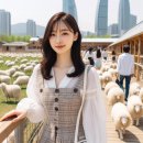 황금빛 목장 | 대관령 양떼목장이 가을 데이트 명소로 인기 있는 이유와 꿀팁 가이드