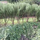 로즈마리펜션 이미지