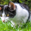 운정호수동물메디컬센터 이미지