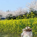 승마공원 | 제주도민 추천 가시리 유채꽃 명소 조랑말체험공원 승마체험 리얼후기+제주 유채꽃 명소