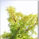 수원-매산-240 | 500년 전통의 조선 대표종택, 해남윤씨 녹우당 (09. 09. 13)