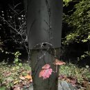 오정순의 '매듭 짓는 달, 파이널 무대 ' 읽기 ㅡ글을 이렇게도 읽어주시네요 한번 읽어보세요 이미지