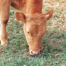 농가한우전문점 이미지