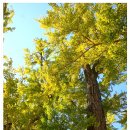 장덕리은행나무 이미지