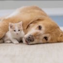 다인동물병원 이미지